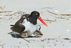 American Oystercatcher